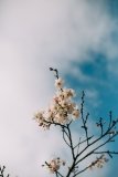 Cerasus blooming