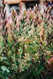 Leucadendron (Conebush)