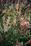 Leucadendron (Conebush)