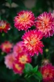 Dahlia Pinnata